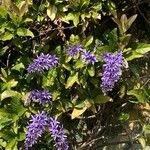 Petrea volubilisപുഷ്പം