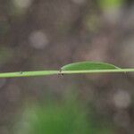 Carex leporina Escorça