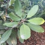 Photinia arbutifolia Leaf