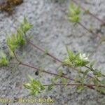 Arenaria leptoclados Other