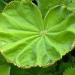 Alchemilla xanthochlora Ліст