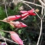 Dolichandra cynanchoides 花