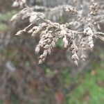 Artemisia verlotiorum Ffrwyth