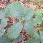 Rubus dasyphyllus Blad