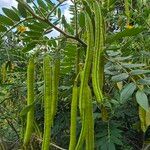 Senna multiglandulosa Fruit