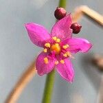 Talinum paniculatum Flor
