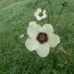 Hibiscus cannabinus Blomma