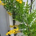 Genista monspessulana Ліст