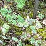 Aquilegia canadensis List