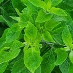 Ocimum gratissimum List