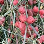 Ephedra foeminea Fruit