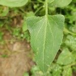 Rumex vesicarius Blatt