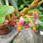 Begonia mannii Λουλούδι
