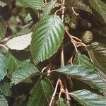 Alnus incana List