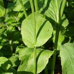 Doronicum pardalianches Leaf