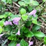 Clinopodium vulgareപുഷ്പം