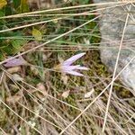 Crocus carpetanus Blüte