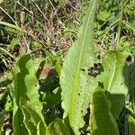 Rumex hydrolapathum Blatt