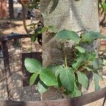 Ficus racemosa Fuelha