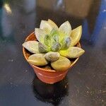 Pachyphytum kimnachii Leaf