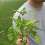 Eleutheranthera ruderalis Frunză