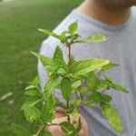 Eleutheranthera ruderalis Blatt