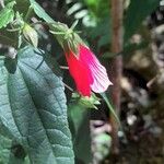 Malvaviscus penduliflorus Virág