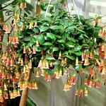 Kalanchoe manginii Цвят