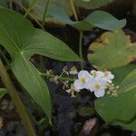 Sagittaria latifoliaЦвят