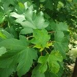 Acer pseudoplatanus Fulla