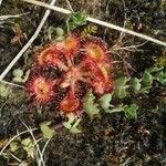 Drosera capillaris Flor