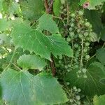 Vitis riparia Fuelha