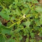 Solanum physalifolium ফুল