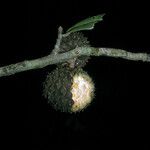 Duguetia eximia Fruto