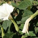 Datura wrightii 花