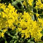 Isatis tinctoria Fleur