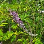 Buddleja lindleyana Flors