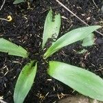 Brunsvigia bosmaniae Blatt