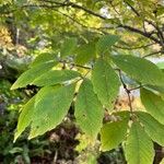 Acer maximowiczianum ഇല