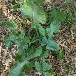 Lactuca floridana Blad