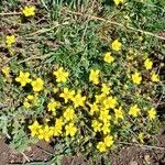 Potentilla verna Habitus