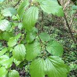 Viburnum ellipticum Habit