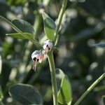 Zygophyllum fabago Flower