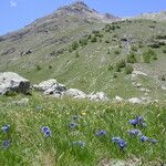 Gentiana alpina Hábitos