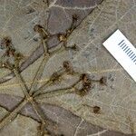Cissus gongylodes Leaf