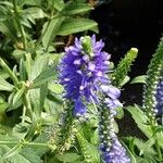 Veronica spicata Flower