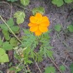 Cosmos sulphureusFlor