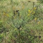 Crotalaria laburnifolia عادت