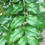 Cassinopsis ilicifolia 葉