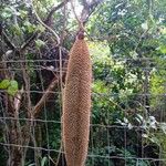 Amphilophium crucigerum Fruit